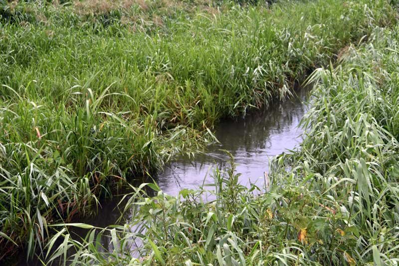【速報】排水溝に吸い込まれたか　水遊びの中１男子生徒が死亡　雨の影響で増水か　千葉市中央区の生実川