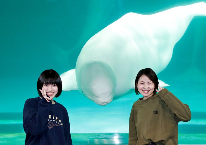 ベルーガとの記念撮影のイメージ