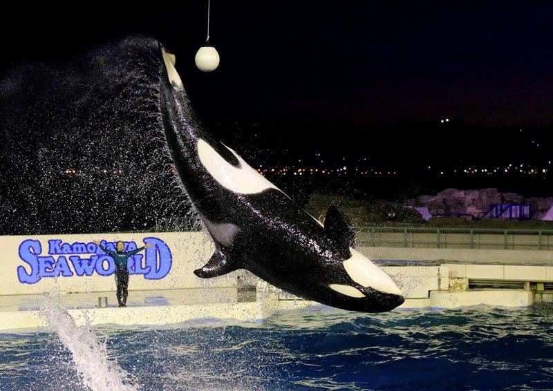 秋の夜長に水族館探検いかが　閉館後の鴨川シーワールド満喫　裏側見学など特別プログラム