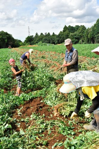 収穫シーズンを迎え、落花生の掘り取り作業が進む麻野さんの畑＝八街市文違