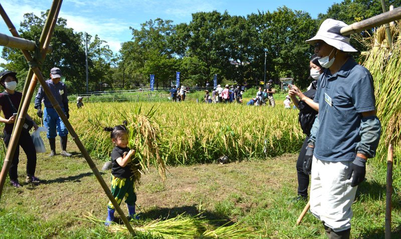 昔ながらの鎌で稲刈り体験　習志野・実籾地区、親子１１０人　５月に田植え、農の営みに触れ