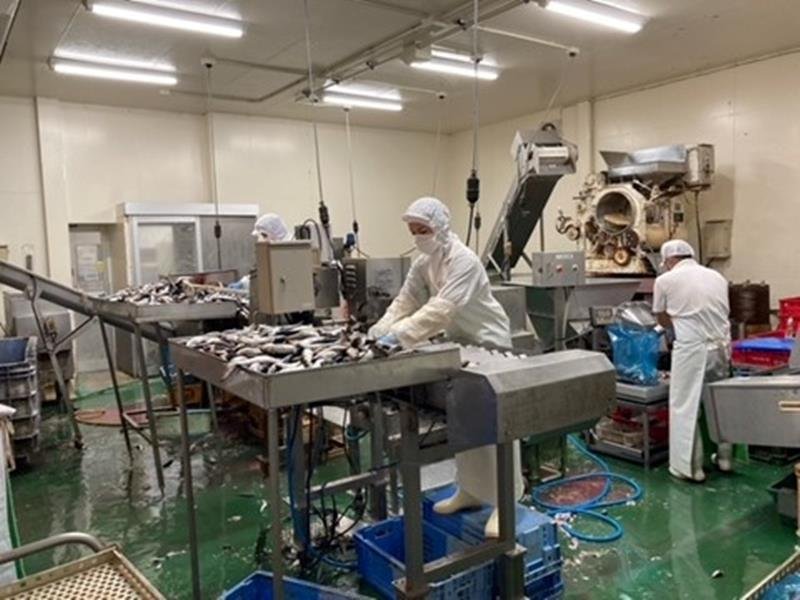社員によるイワシ加工作業の風景
