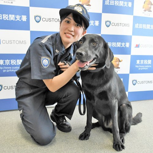デビュー１カ月の早さで乾燥大麻を見つけ出した麻薬探知犬のレミ号＝成田空港の東京税関成田支署