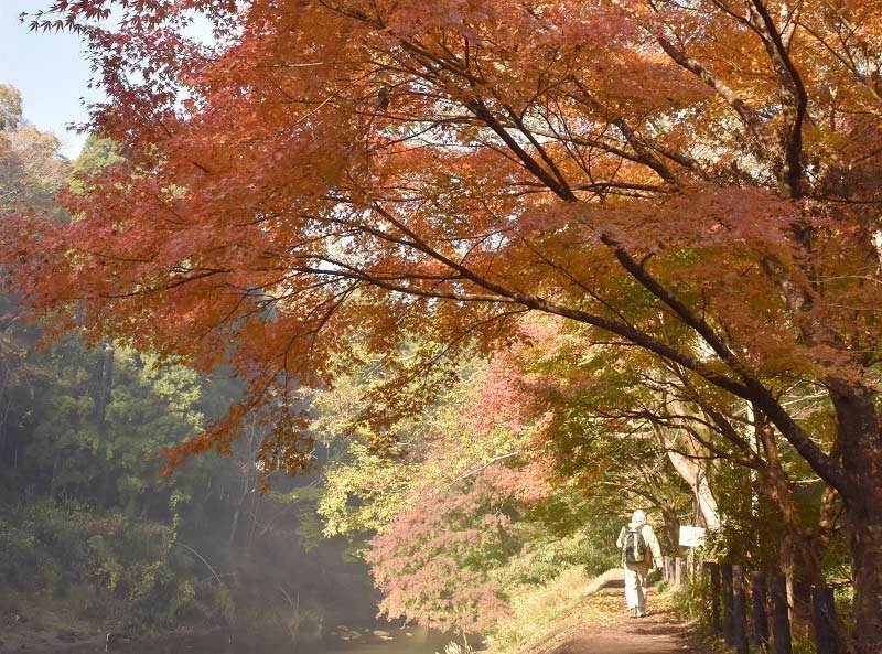 千葉県内の「おすすめ紅葉スポット」は？