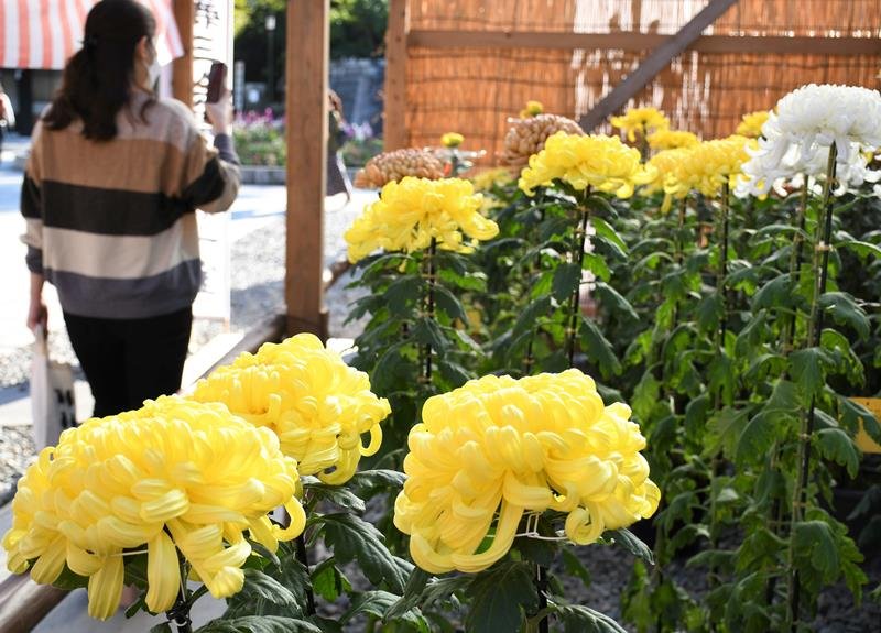 成田山新勝寺の境内で鮮やかな大輪を咲かせた菊
