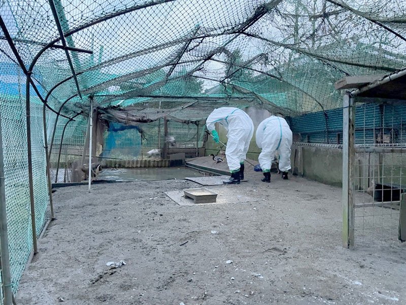 県内で今季初の鳥インフルエンザの発生を受けて、香取市内の発生施設で消毒などの防疫措置を行う県職員＝２６日（県提供）
