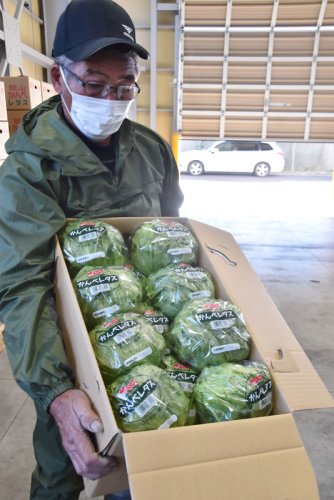 甘み十分「かんべレタス」続々出荷　チャーハンやしゃぶしゃぶ…　食べ方いろいろ　館山
