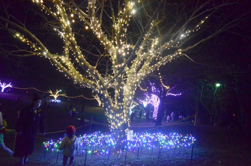 さんぶの森公園で始まったイルミネーション＝山武市