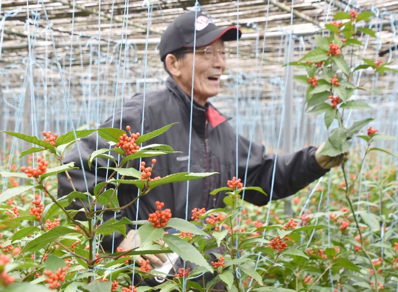 鮮やかな赤い実と濃緑の葉が特徴的なセンリョウ＝５日、館山市