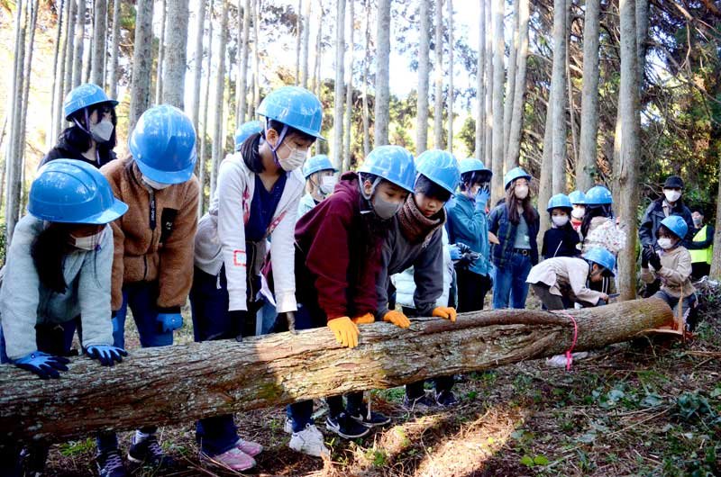 間伐体験会で倒されたサンブスギを見学する児童＝１１月、山武市