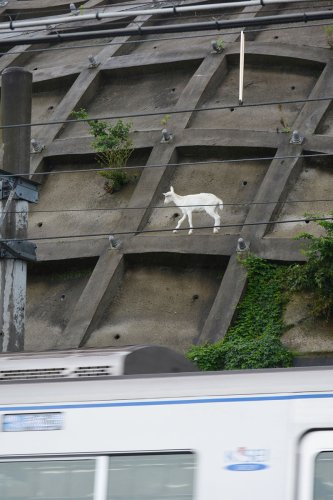 崖の上のポニョ、おめでた！　急斜面に居着いたヤギ　４月に出産予定　佐倉草ぶえの丘