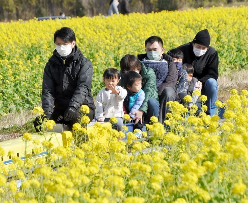 ミニトレインで黄色に染まった菜の花畑を突き進む親子ら＝７日、鴨川市