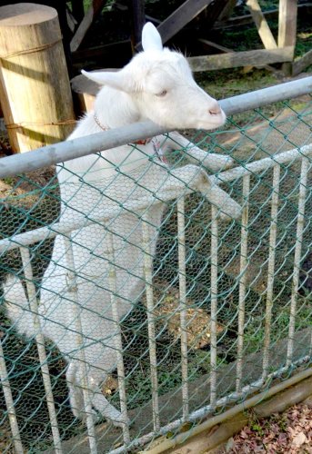 餌を求めて身を乗り出すヤギ「ポニョ」＝２０２０年１２月、佐倉市