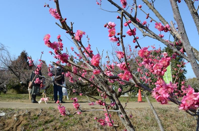「梅まつり」の会場で咲く梅の花＝１８日、横芝光町
