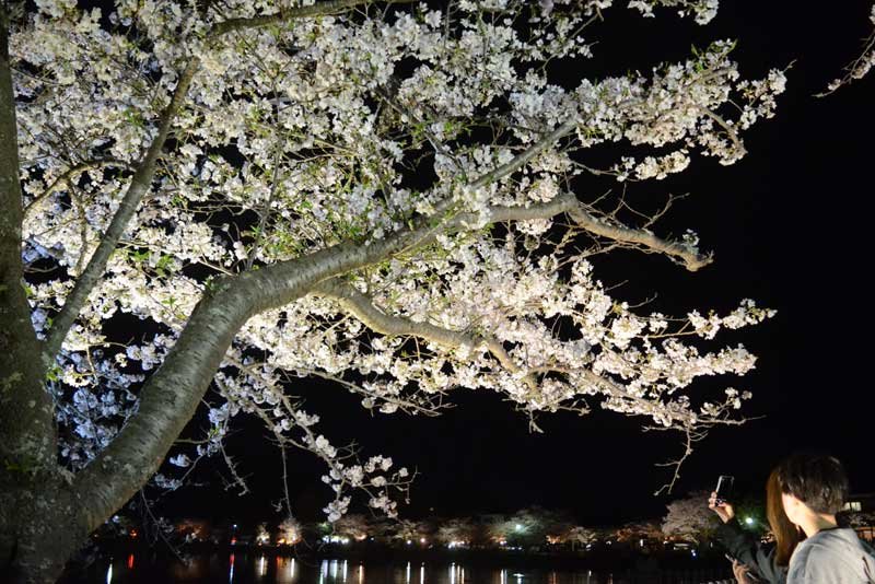 ライトアップされた八鶴湖周辺の桜＝２７日夜、東金市