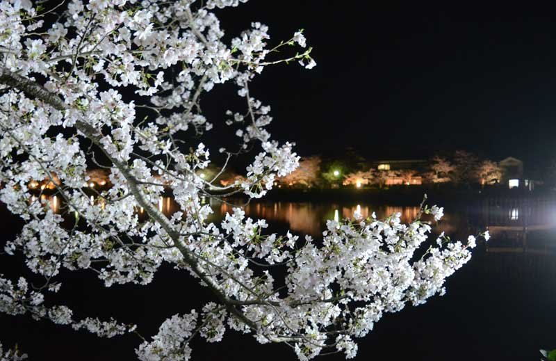 桜３００本が満開！　４年ぶり「東金桜まつり」開催　土日はステージイベントも　東金・八鶴湖