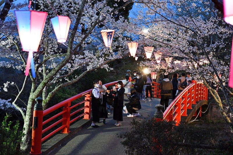 幻想的な夜桜見頃に　ぼんぼりでライトアップ　香取・小見川城山公園