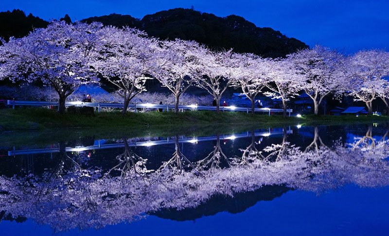 田んぼの水鏡に映るライトアップされた桜並木＝いすみ市