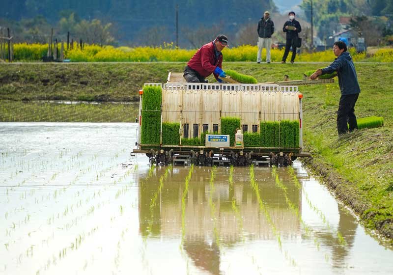 ごくわせ種「五百川」の田植えが始まったいすみ市の田んぼ＝２０日午前