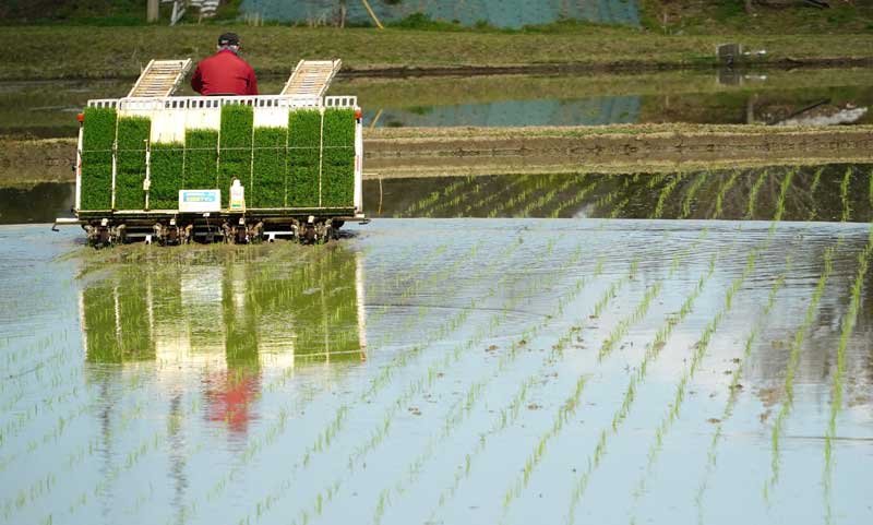 「いすみ米」早くも田植え　春分の日を前に