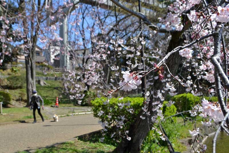 千葉公園で咲き始めた桜＝２０日、千葉市中央区
