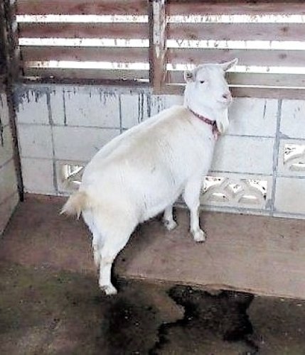 【速報】崖の上のポニョが出産　双子のママに　佐倉草ぶえの丘、急斜面に居着いたヤギ　名前募集中