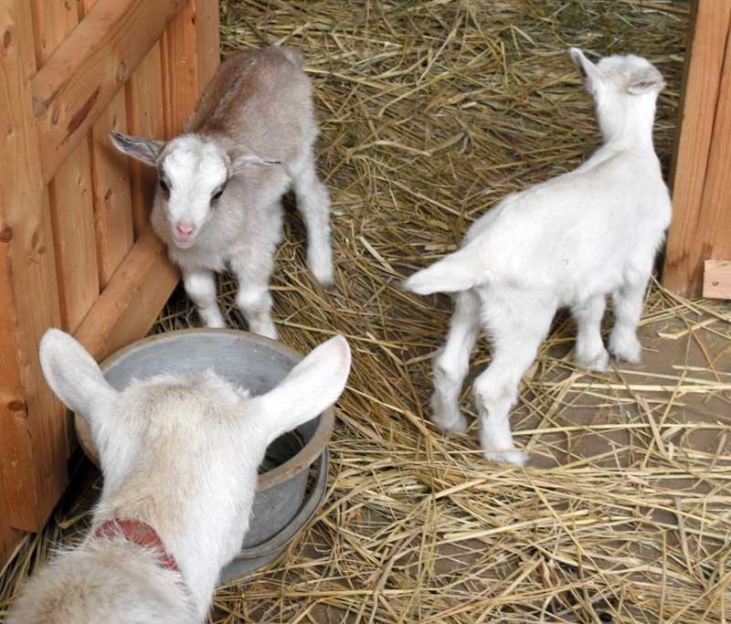 崖の上のヤギ「ポニョ」　双子の赤ちゃん、ＧＷに一般公開へ　佐倉草ぶえの丘