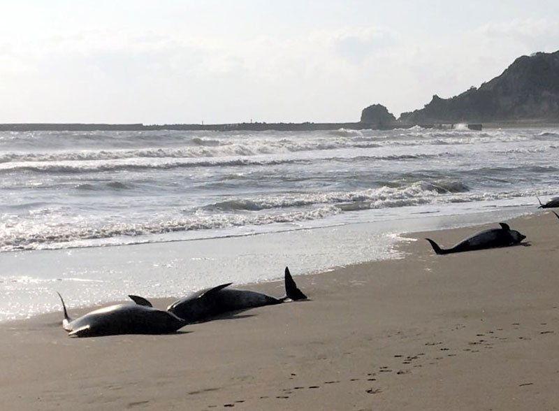 一宮・いすみの海岸にイルカ３０頭　「打ち上げられている」通報　サーファーら救出も４頭死ぬ　カズハゴンドウか