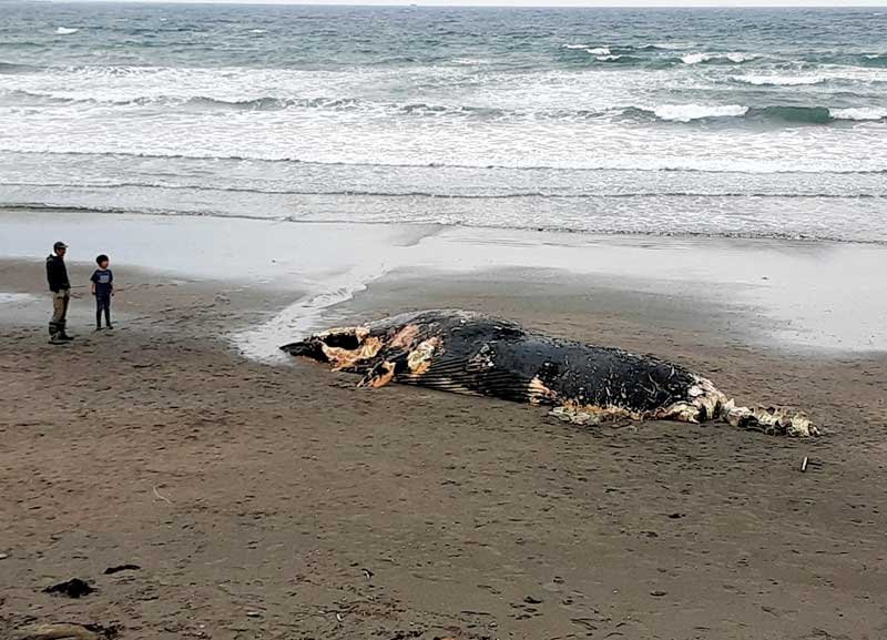 海岸に打ち上げられたクジラ＝１２日午後３時３５分ごろ、南房総市の岩井海岸