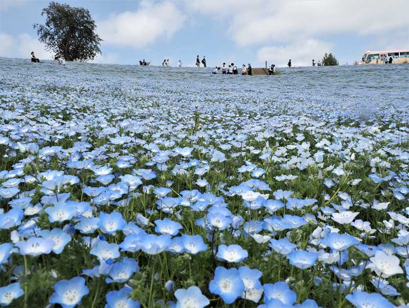 爽やかな青色に彩られたネモフィラの「花の谷」＝２１日、富津市