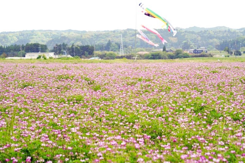 こいのぼりの下で咲きそろうレンゲソウ＝大多喜町