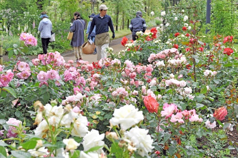 ２５００株が咲き誇る佐倉草ぶえの丘のバラ園＝佐倉市