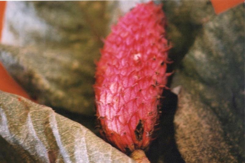 ホオノキ　朴葉みそは飛騨の味　川名興　【房総の草木虫魚】（３９７）