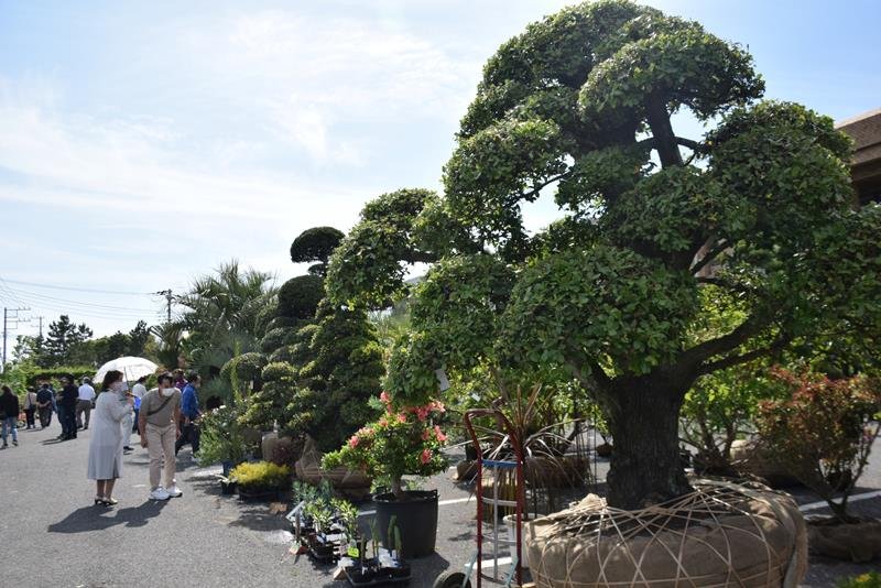 大小の多種多様な緑が並ぶ植木まつり＝３日、匝瑳市
