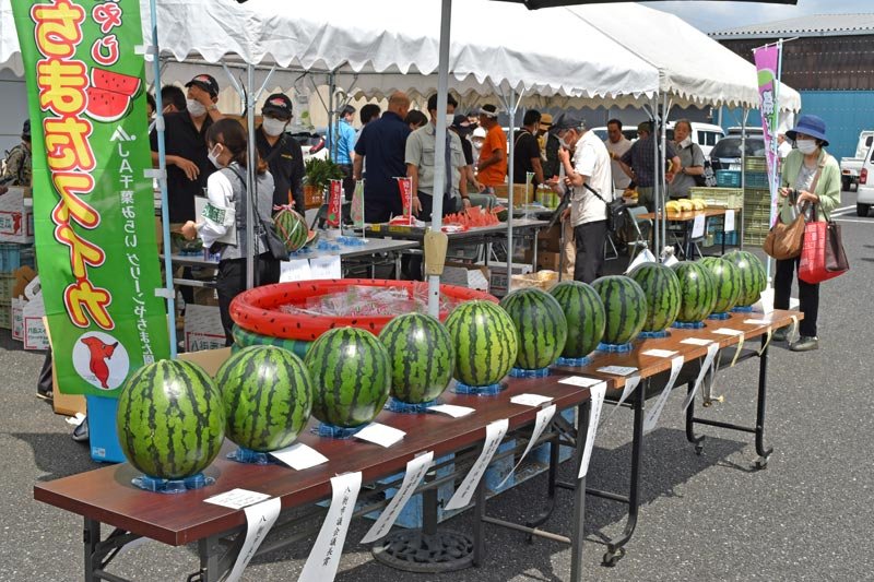 旬の大玉スイカ並ぶ　八街、４年ぶり品評会　「グリーンすいか祭り」も開催