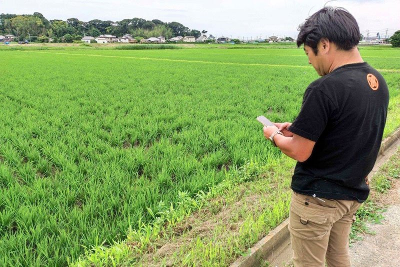 でるたの予測結果を見ながら穂の状態を確認する県内の農家（千葉県提供）
