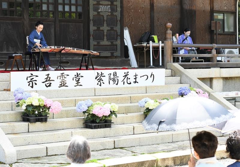 鮮やかアジサイ７千株　音楽と競演も　成田・宗吾霊堂