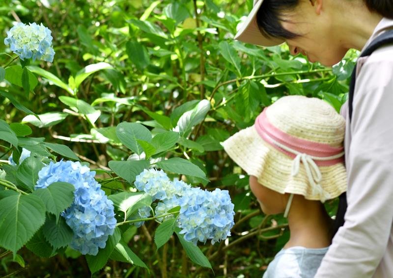 宗吾霊堂に鮮やかに咲くアジサイを眺める親子＝４日、成田市
