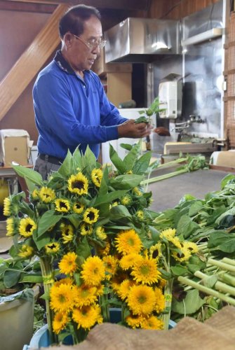 ブランドヒマワリ出荷ピーク　父の日前に、千葉の館山・西岬地区
