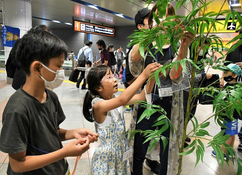 成田空港駅で願いを込めた短冊をササにかける子どもたち＝２４日、成田市
