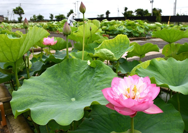 色鮮やかな花を咲かせ、園内を彩るハス＝１日、香取市の水郷佐原あやめパーク