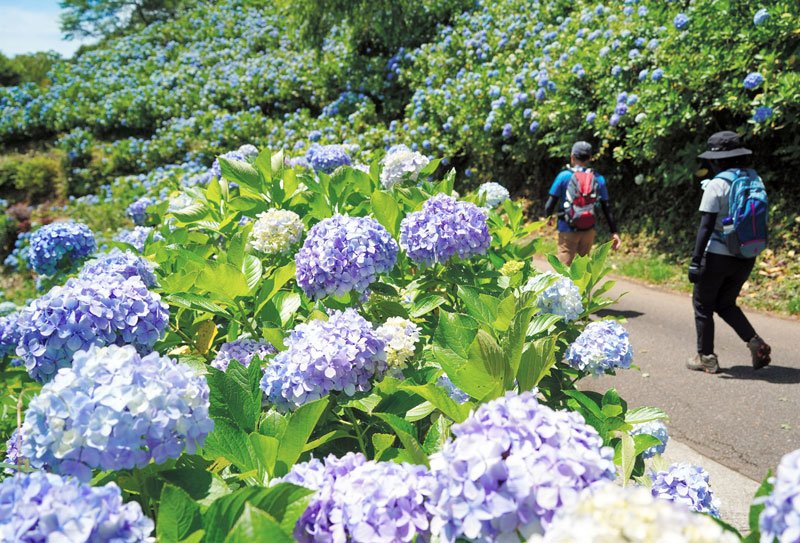 平地よりも遅く見頃を迎えた麻綿原高原のアジサイ＝２日、大多喜町