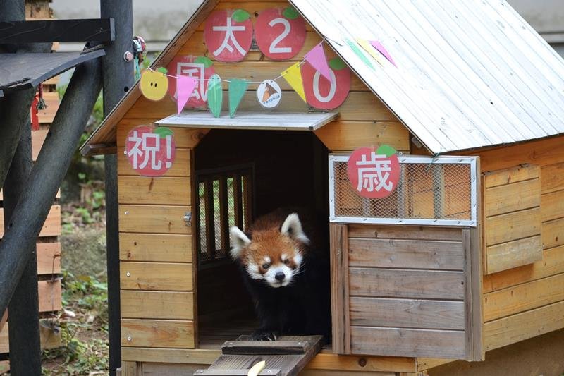 ２０歳の誕生日を迎えたレッサーパンダの風太。飾り付けられた小屋から顔をのぞかせた＝５日、千葉市若葉区の市動物公園