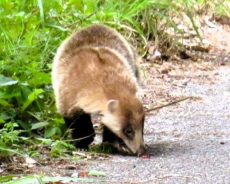 ニホンアナグマ　食肉目イタチ科　県産で頭胴長５１～６４センチ。本州から九州に生息。前脚の爪が大きく頑丈。県要保護生物＝５月１２日、木更津市（木暮文雄氏撮影）
