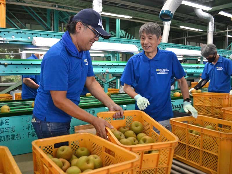 梨を選別する生産者ら＝２１日、船橋市のＪＡいちかわ船橋梨選果場