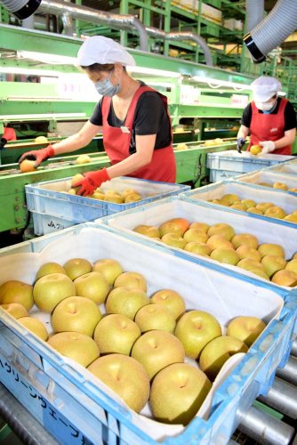 ながいき梨の出荷作業に精を出す従業員＝２６日、一宮町