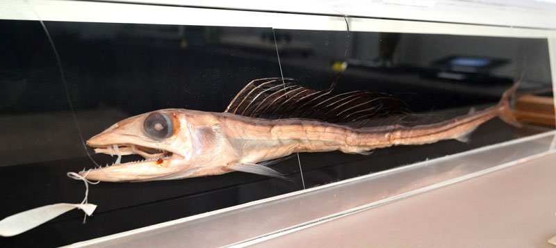 口に釣り針と餌のイカの切り身が残ったままのミズウオの標本（身がぶよぶよ　ミズウオ）