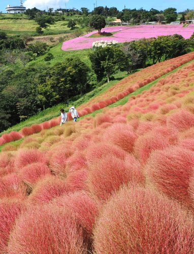 ひと足早い秋色風情　コキアが紅葉期　富津・マザー牧場　２０日すぎには丘一面真っ赤に