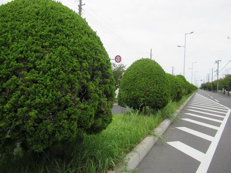 中央分離帯に並ぶカイヅカイブキ＝浦安市
