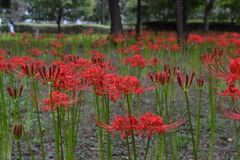 深紅の花を咲かせた彼岸花＝１６日、八千代市の村上緑地公園
